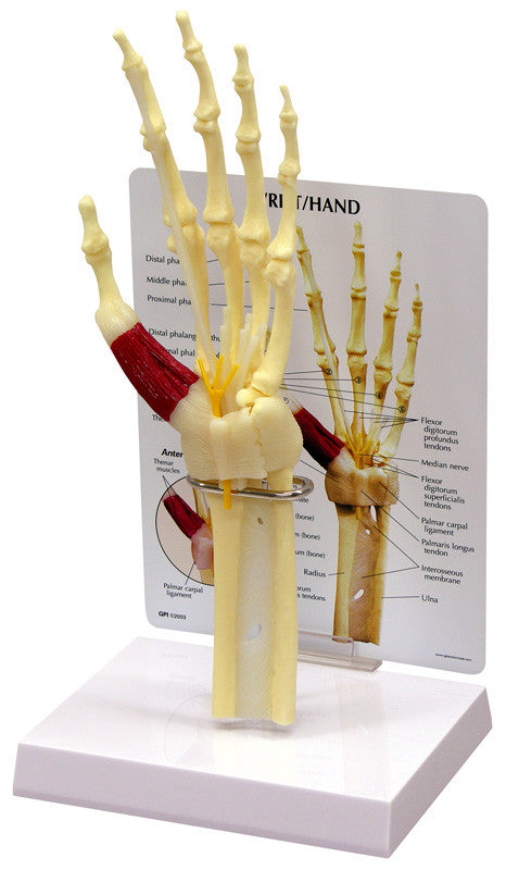 1920_handwrist__95811.1589752925.1280.1280.jpg