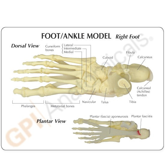 Foot/Ankle (Plantar Fasciitis)