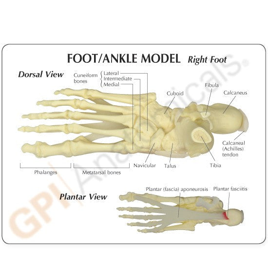 1980-footankle-model-dorsal-plantar__71911.1589753090.1280.1280.jpg