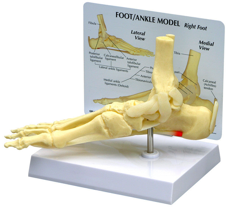 1980_foot_ankle__45062.1589753089.1280.1280.jpg