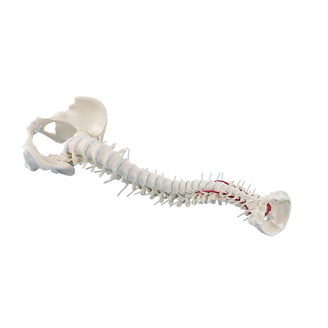 High Mobility Vertebral column with pelvis