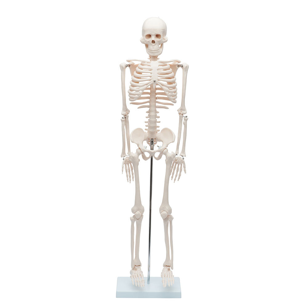 Value Miniature Human Skeleton