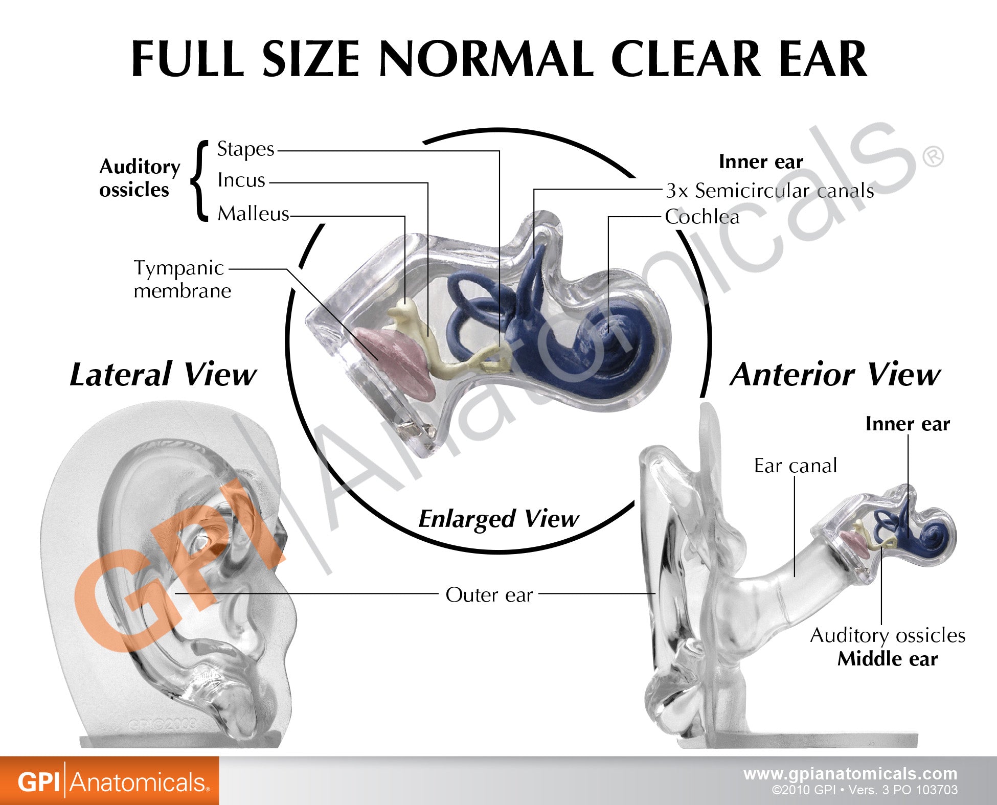 Full Size Normal Clear Ear