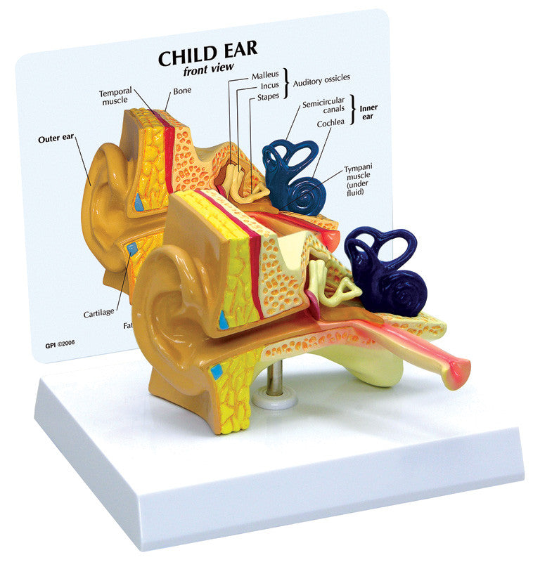 2300_child_ear__53428.1589753259.1280.1280.jpg