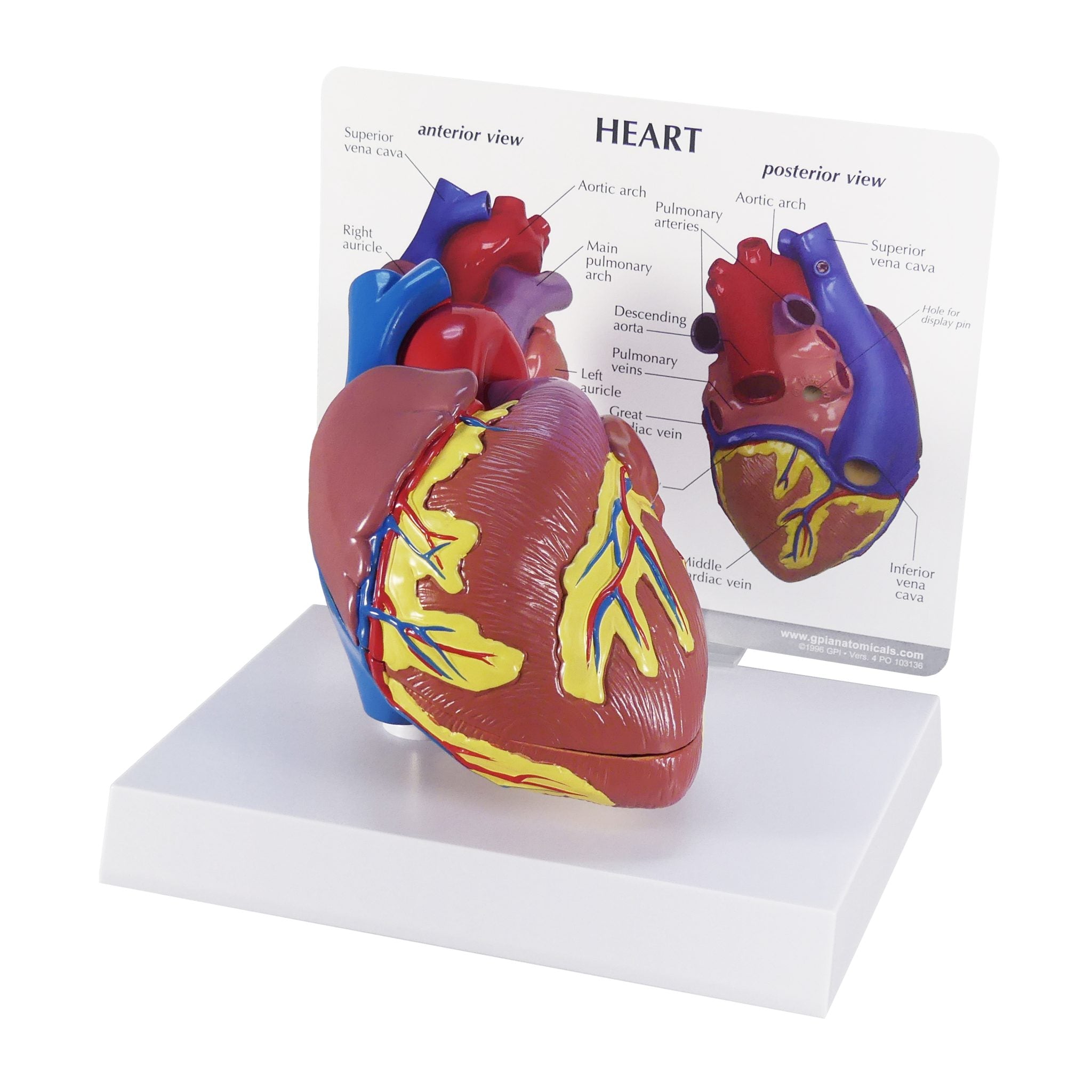 Heart model with Reference Card