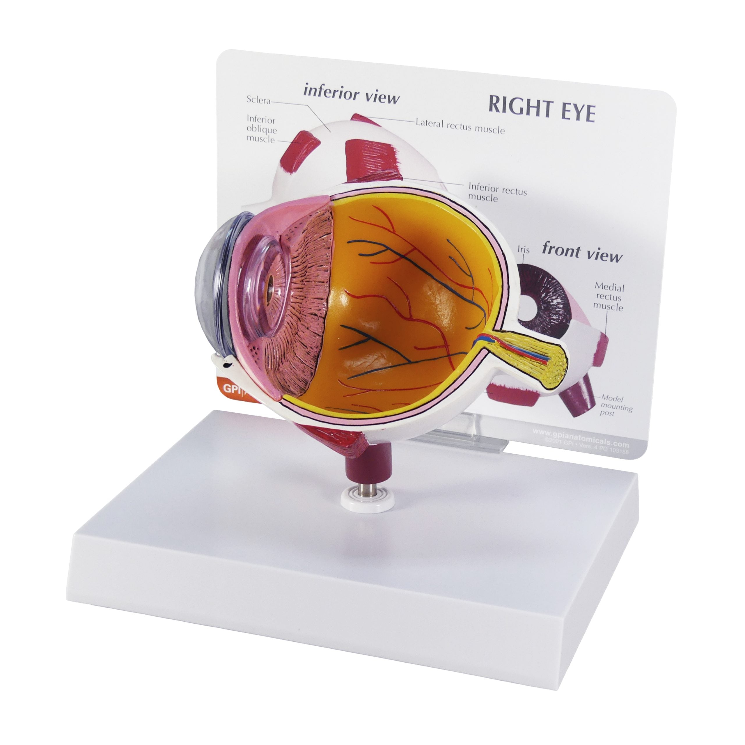 Eye (cut-away)