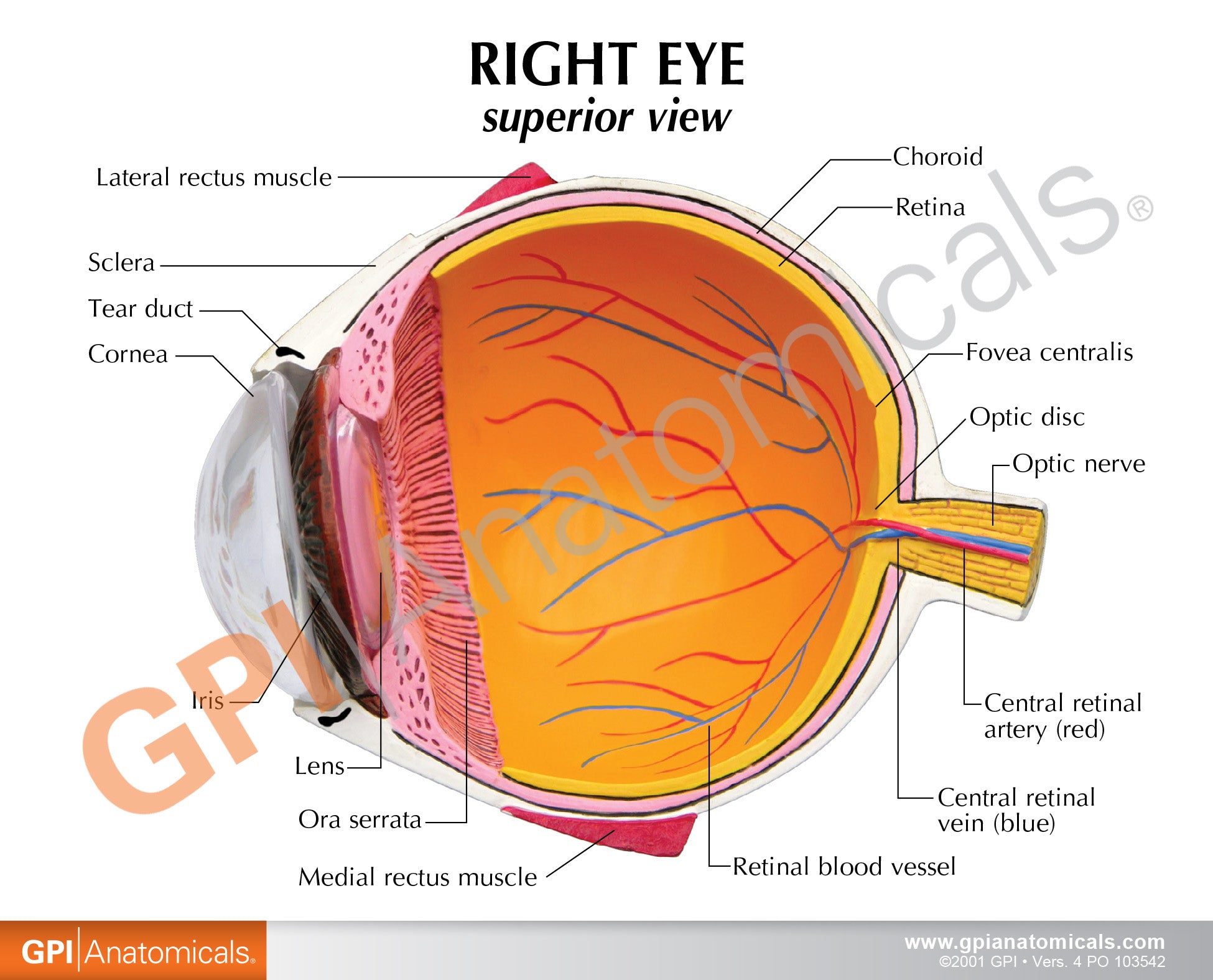 Eye (cut-away)