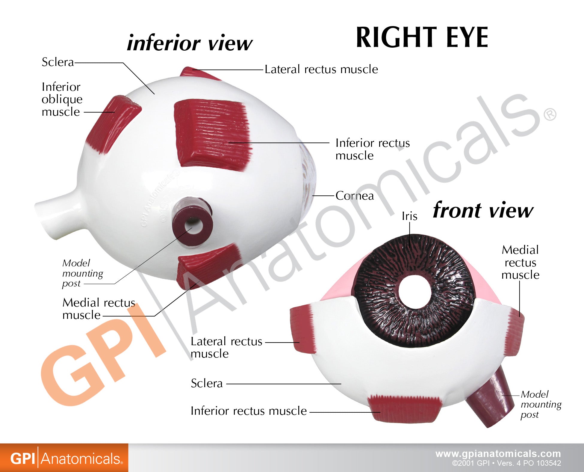 Eye (cut-away)