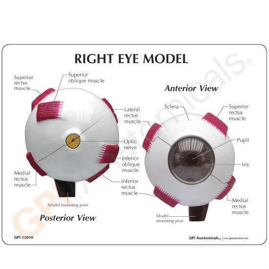 2751-right-eye-model-anterior-view__36346.1589753285.1280.1280.jpg
