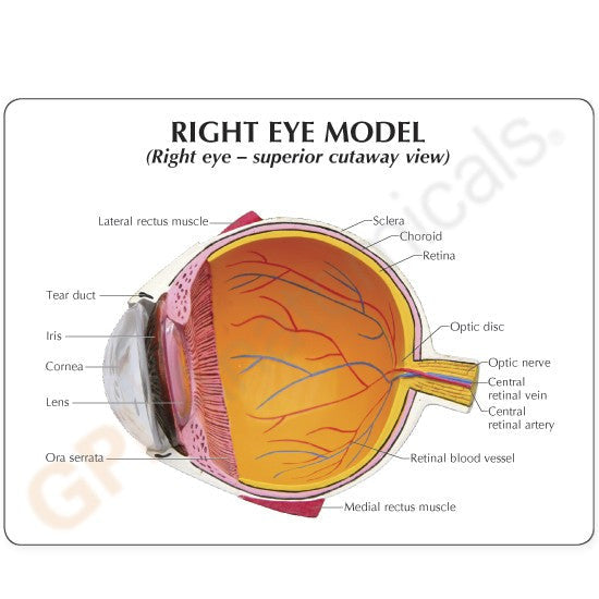 2751-right-eye-model-superior-view__75569.1589753285.1280.1280.jpg