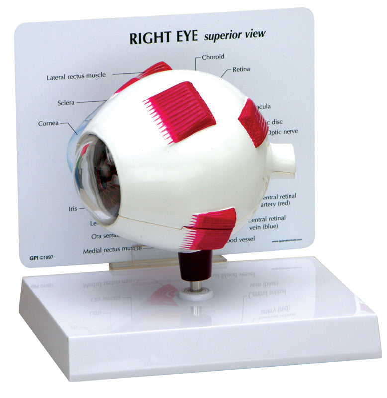 2751_fulll_eye_closed__11858.1589753285.1280.1280.jpg