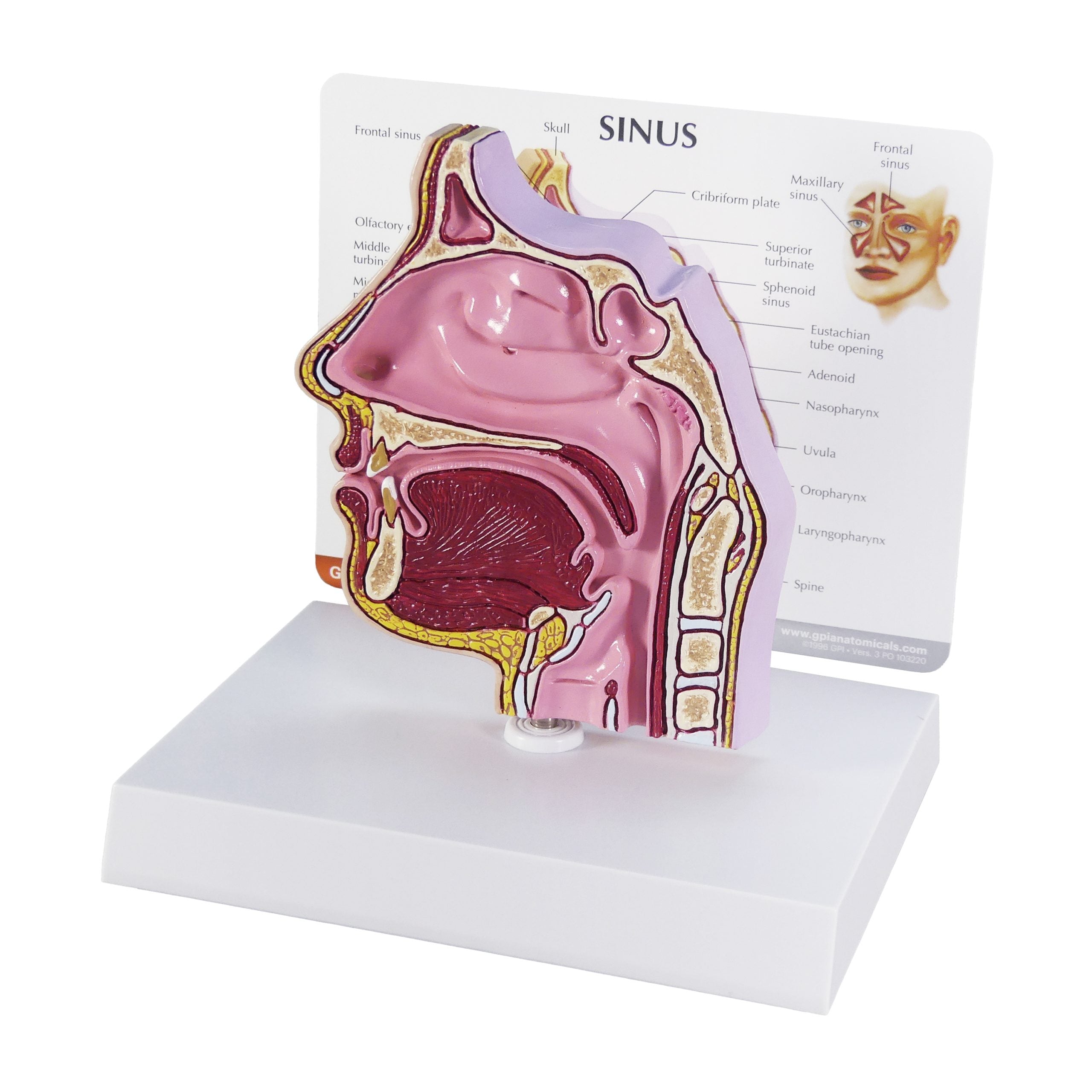 Sinus