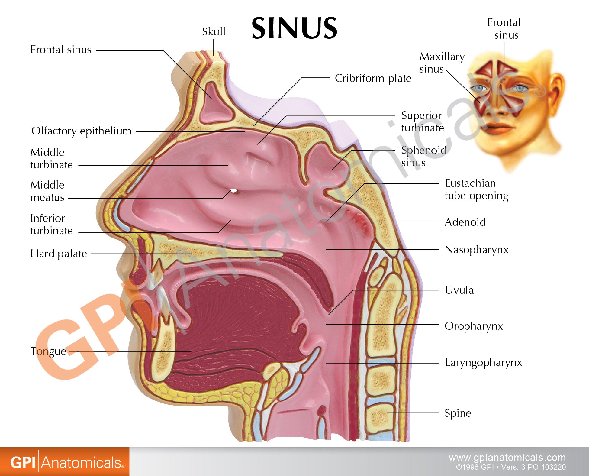 Sinus