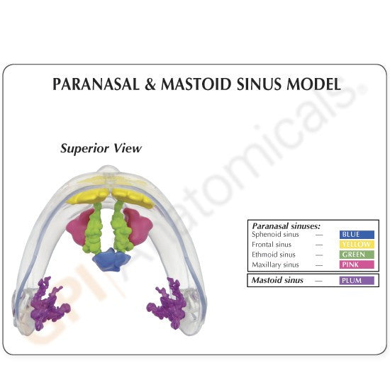 2851-clear-sinus-rear__81689.1589752927.1280.1280.jpg