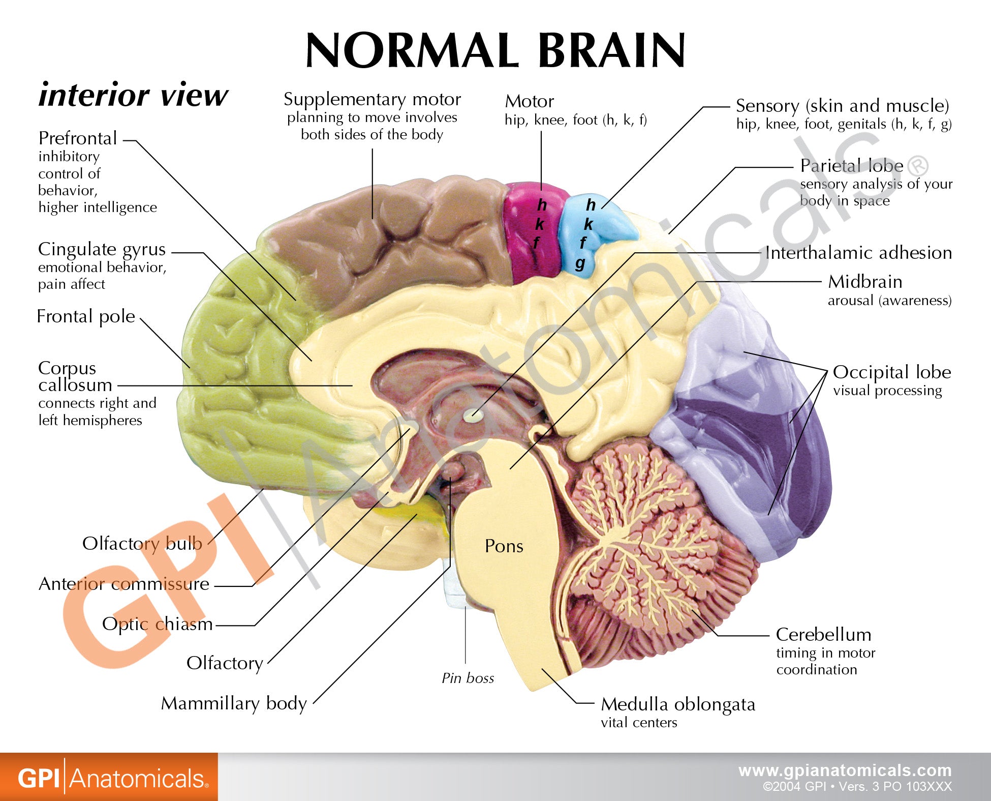Half Brain (Sensory/Motor)