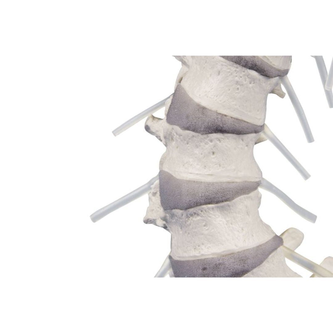 High Mobility Vertebral column with pelvis