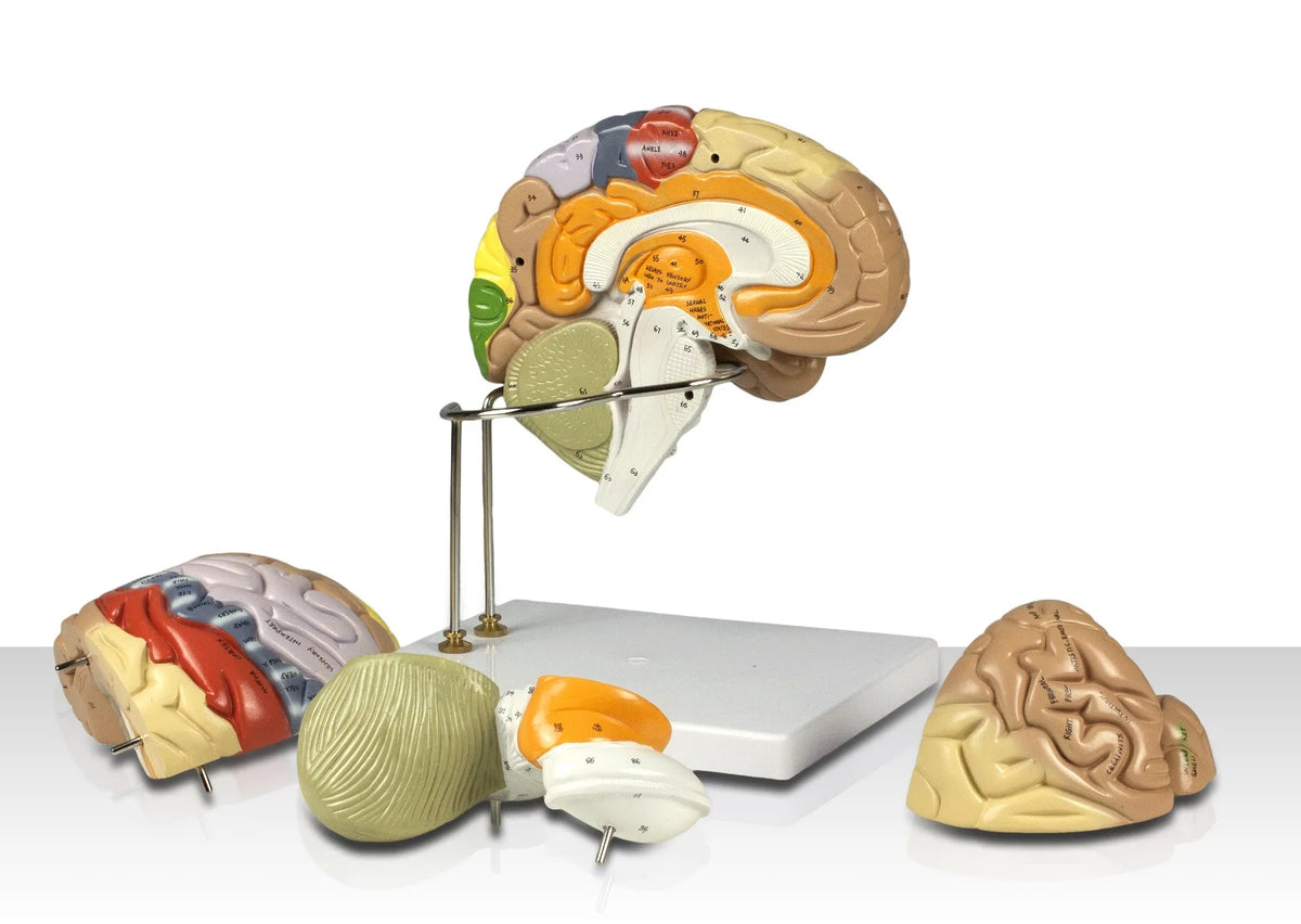 Color-Coded Human Brain, 2X Life-Size - 4 Parts disassembled view