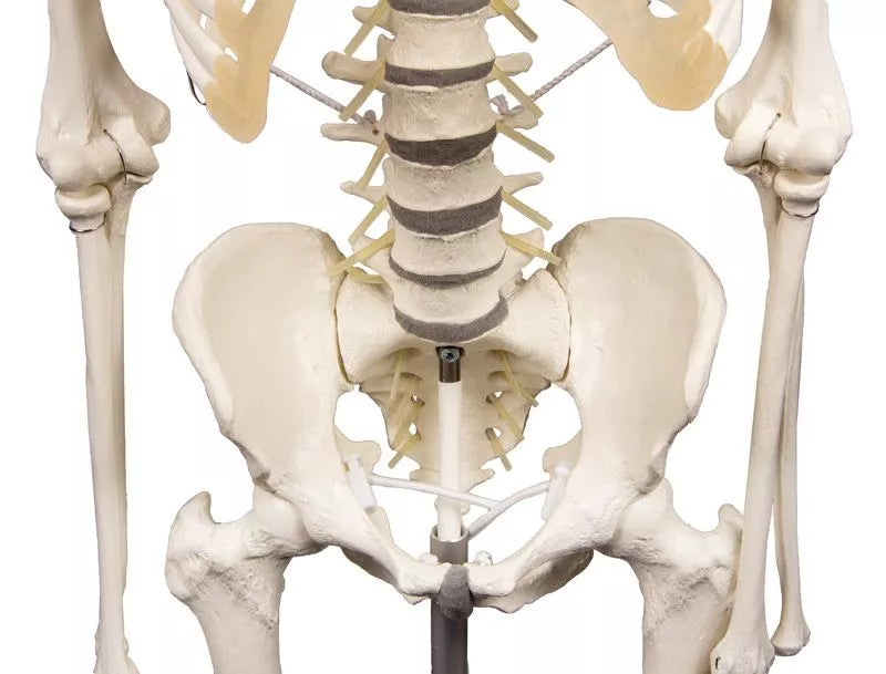 Skeleton Hugo with Movable Spine