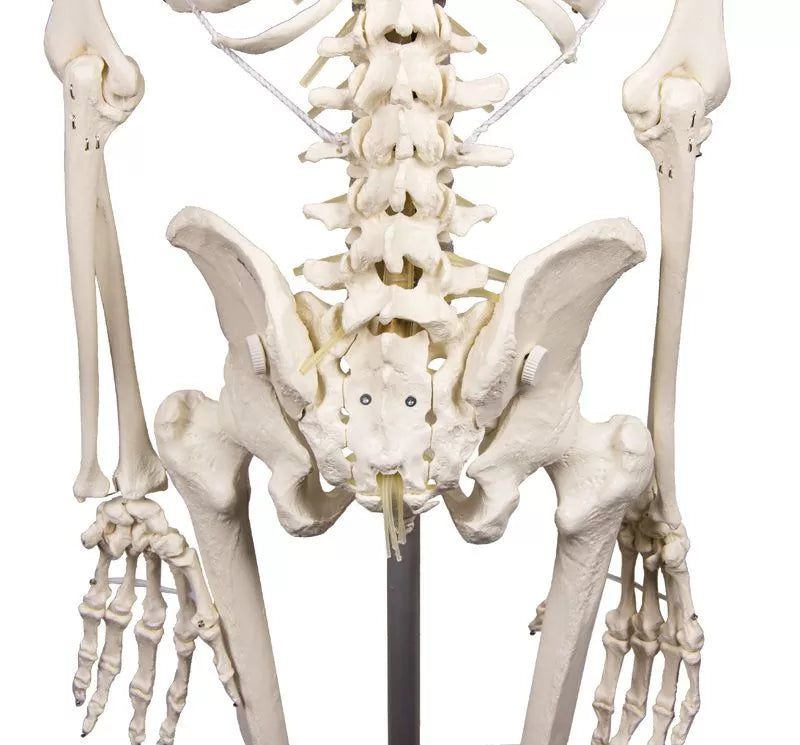 Skeleton Hugo with Movable Spine
