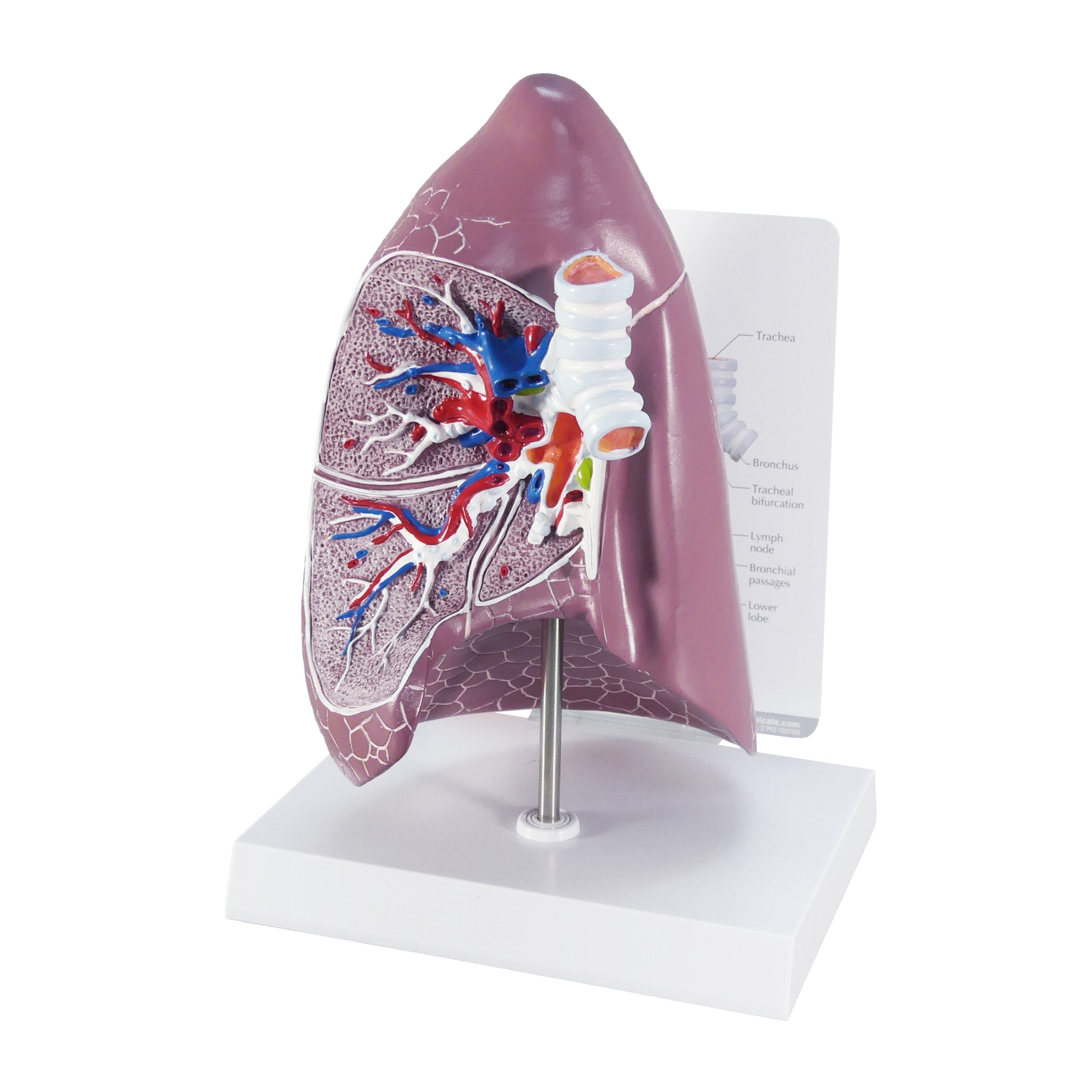 Lung (Normal)