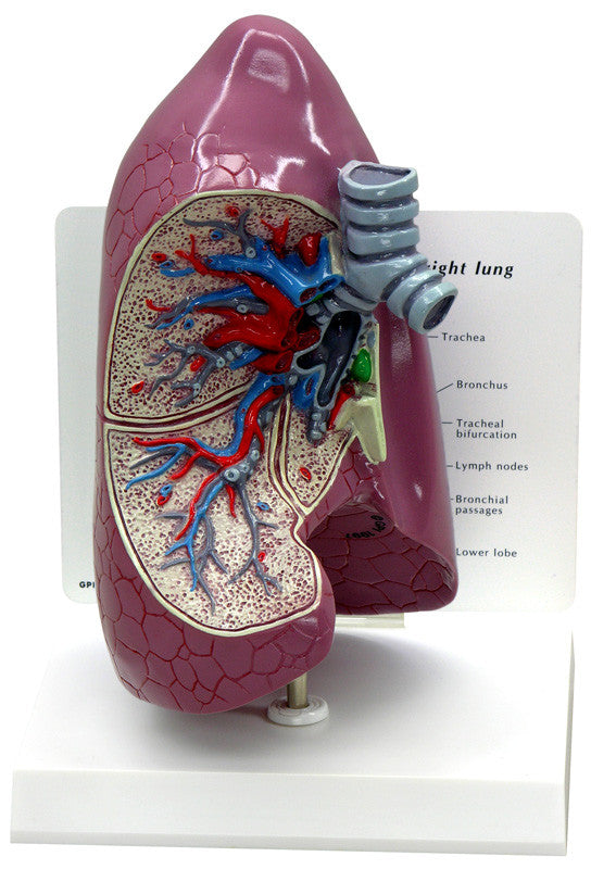 3100_lung__82035.1589753034.1280.1280.jpg