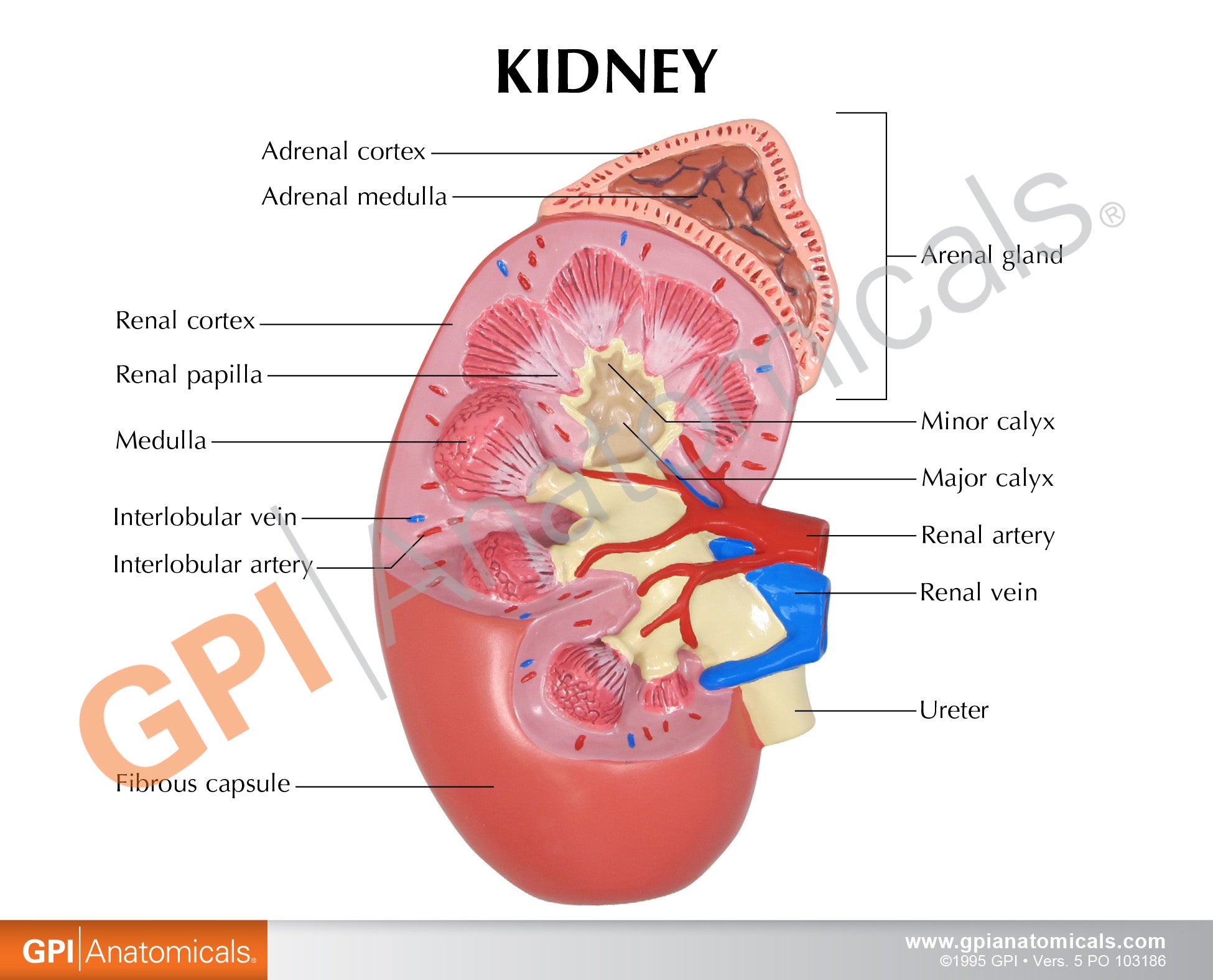 Kidney (Normal)