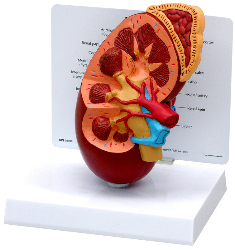 3250_kidney__45482.1589752873.1280.1280.jpg