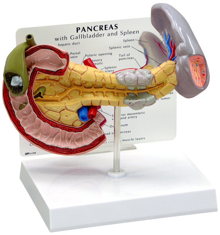 3330_pancreas__53297.1589752873.1280.1280.jpg