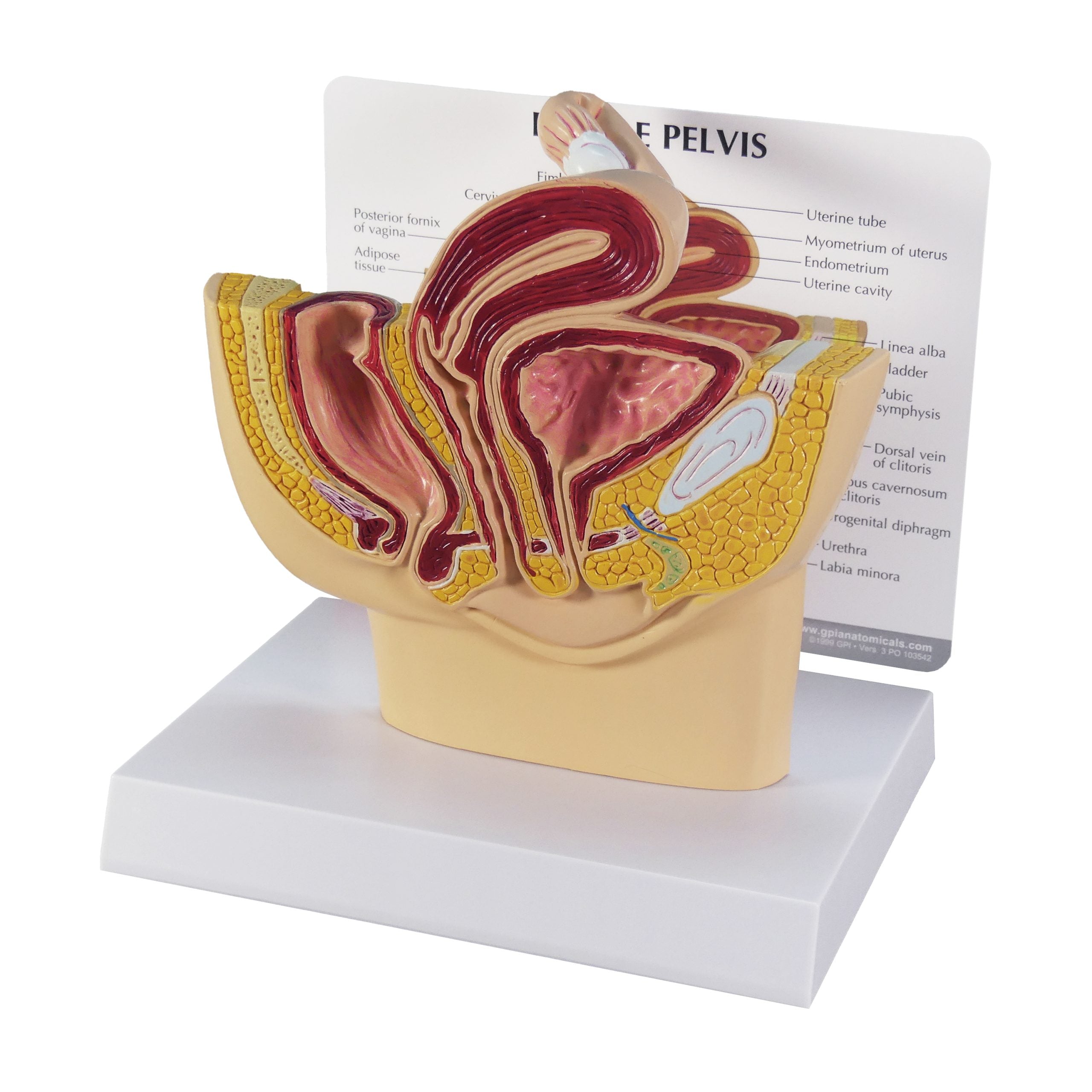 Female Pelvis