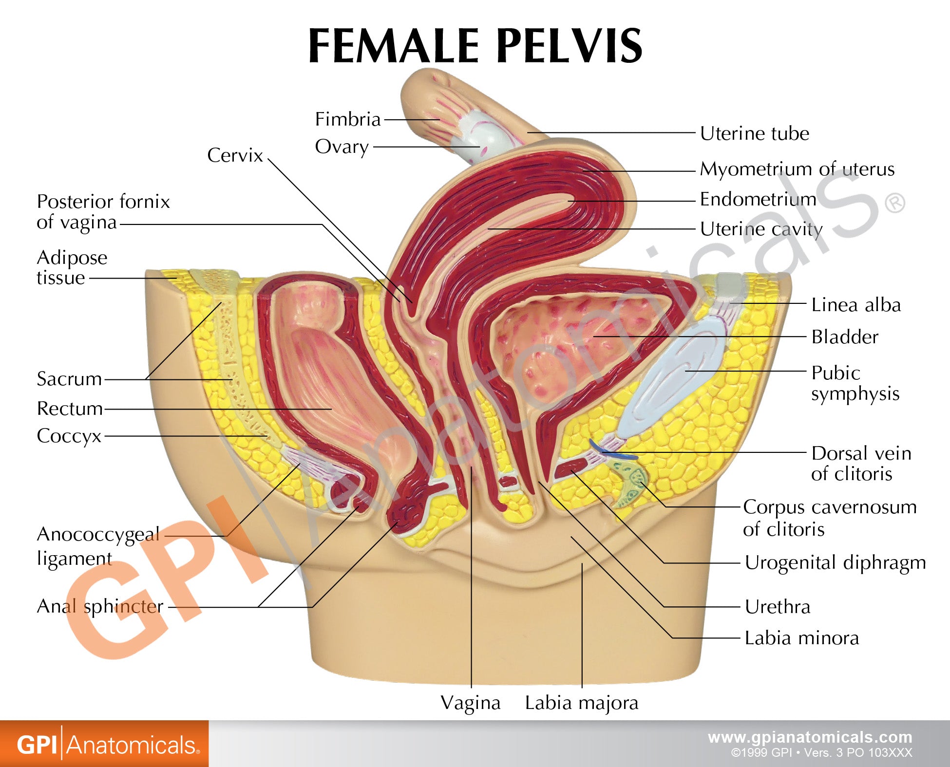 Female Pelvis