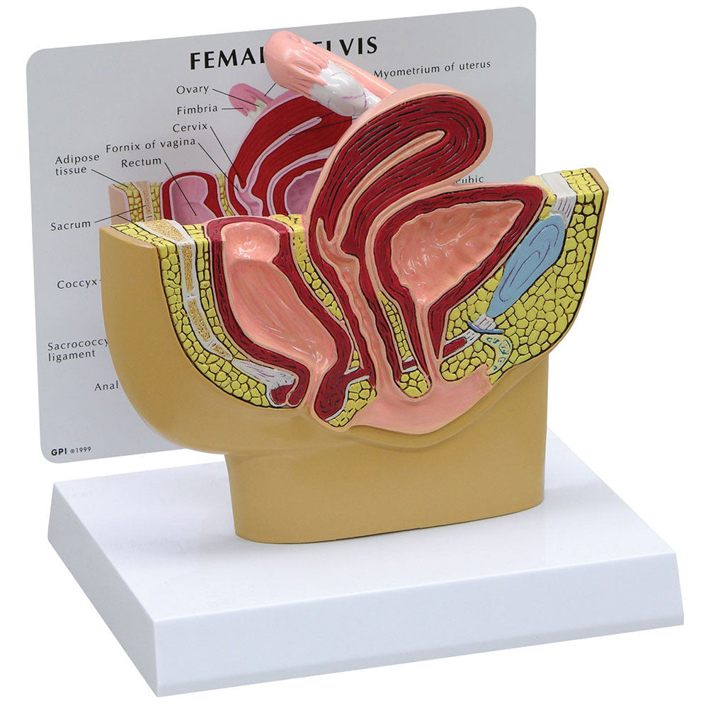 3500_female_pelvis__24142.1589753077.1280.1280.jpg