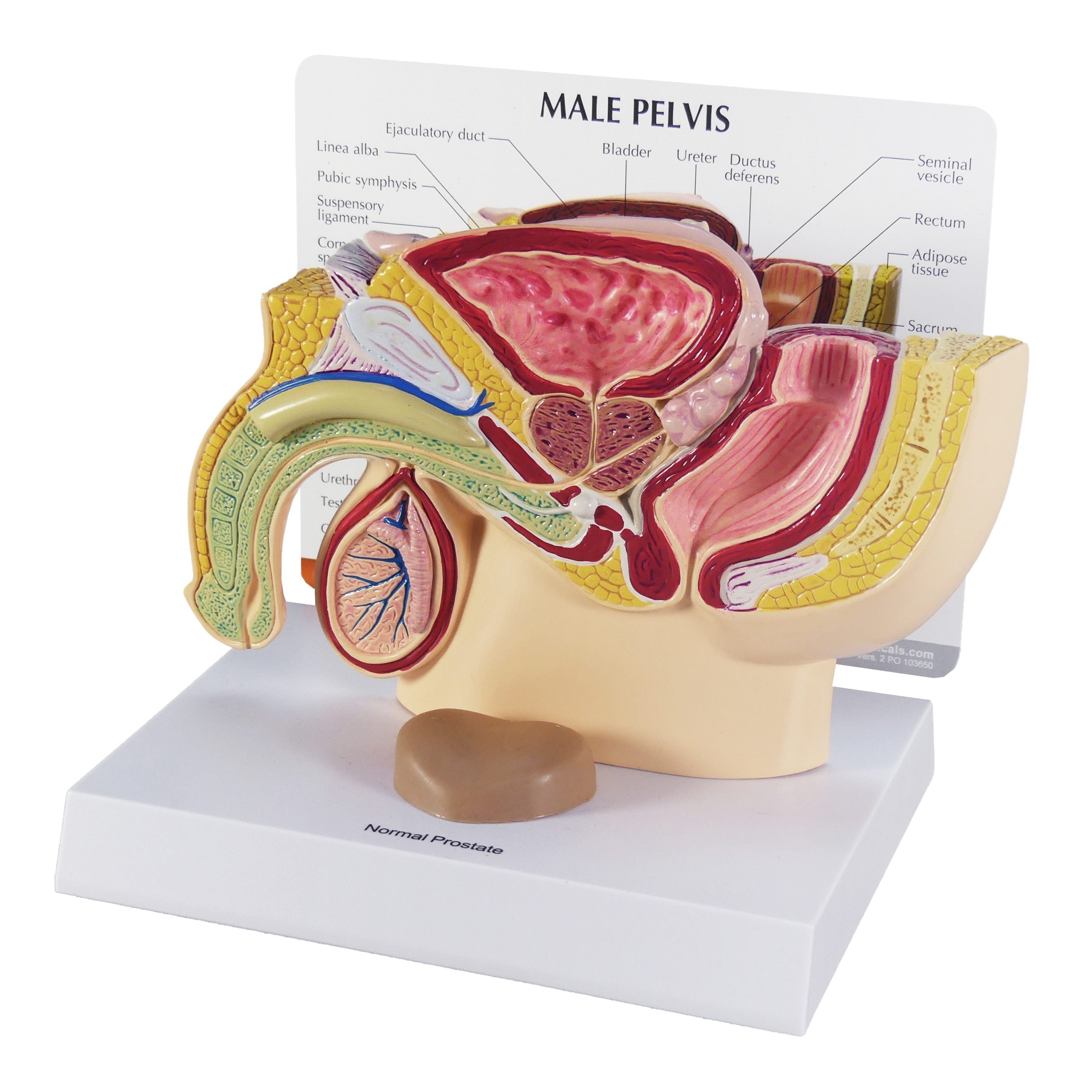 Male Pelvis with Prostate
