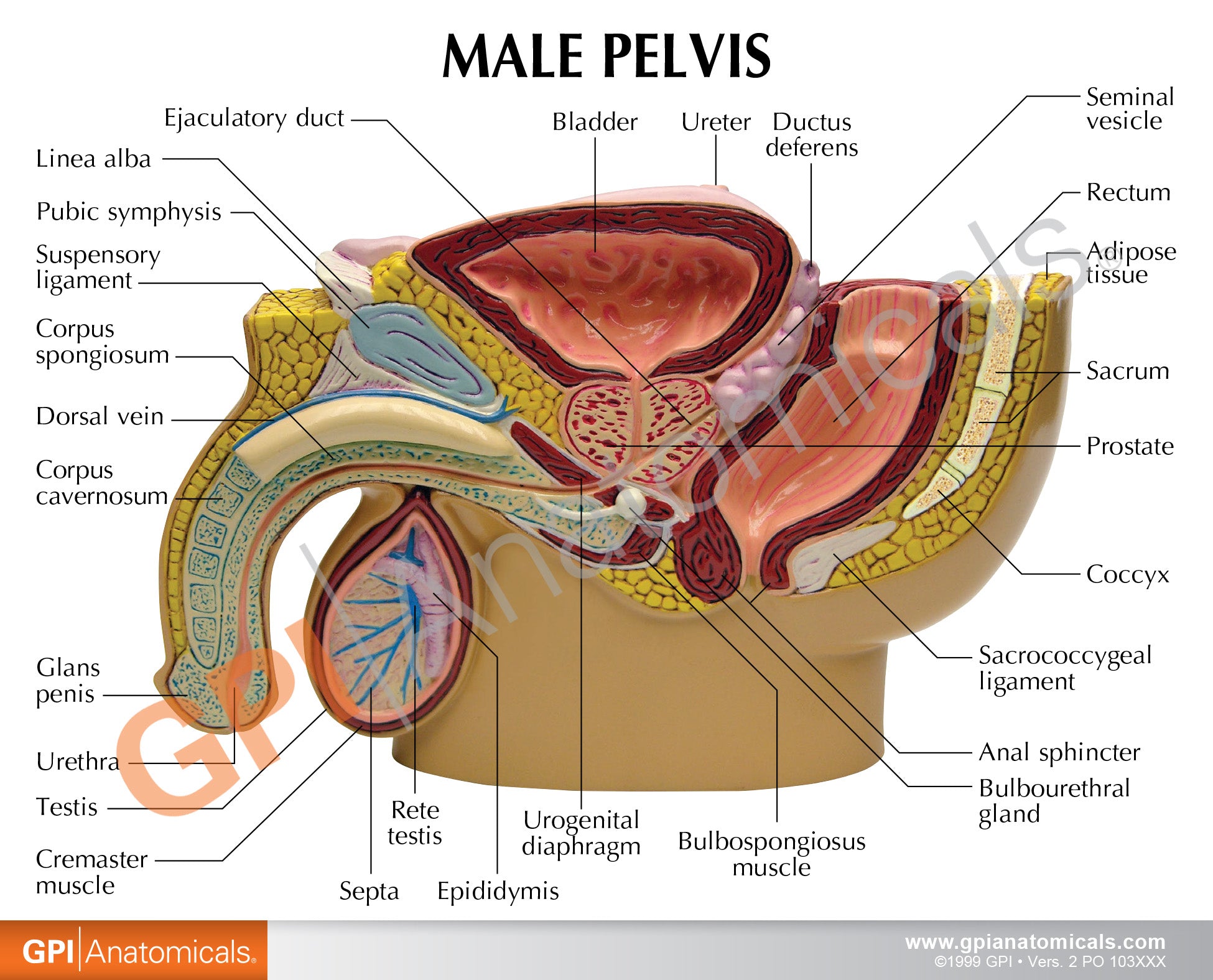 Male Pelvis with Prostate