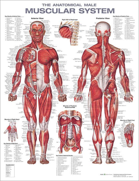The Anatomical Male Muscular System chart, 2nd Edition