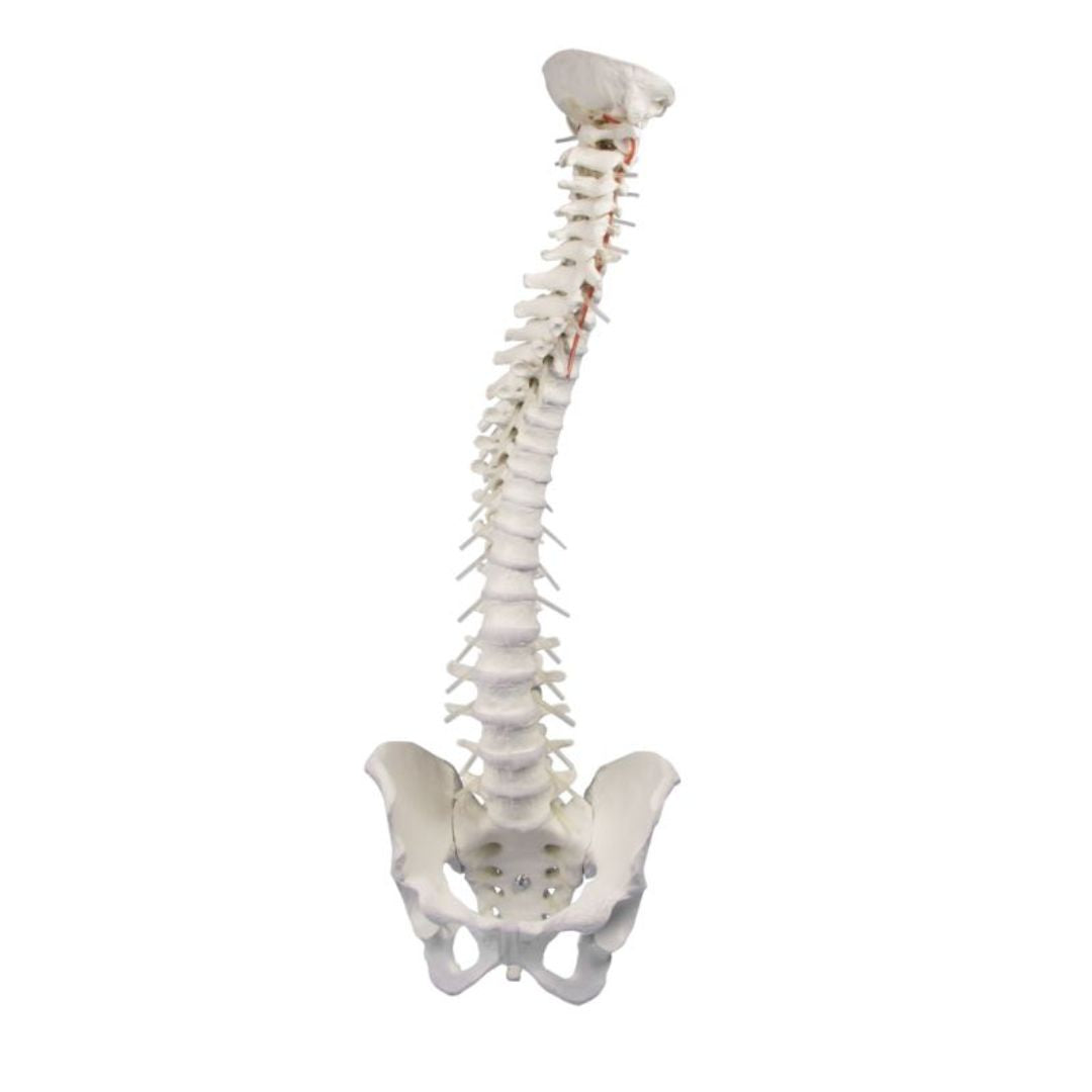High Mobility Vertebral column with pelvis