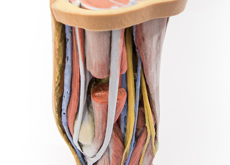 3d-popliteal-fossa-3__89221.1589753024.1280.1280.jpg