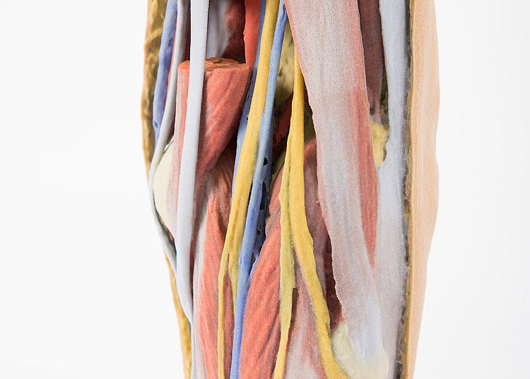 3d-popliteal-fossa-4__94910.1589753026.1280.1280.jpg