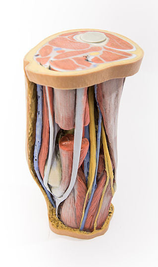 3d-popliteal-fossa__23747.1589753025.1280.1280.jpg