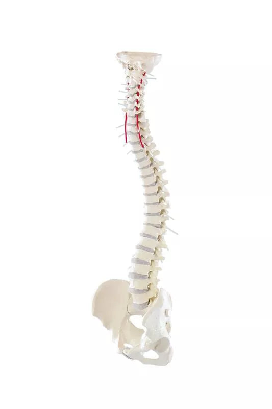 Vertebral column with pelvis