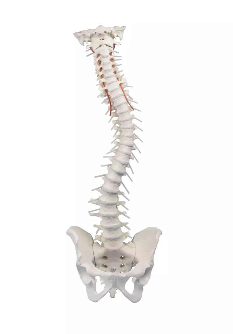 Vertebral column with pelvis