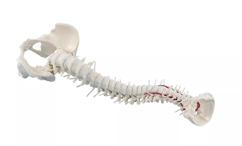 Vertebral column with pelvis