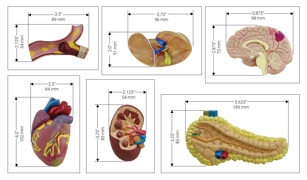 Metabolic Syndrome Set (6x)