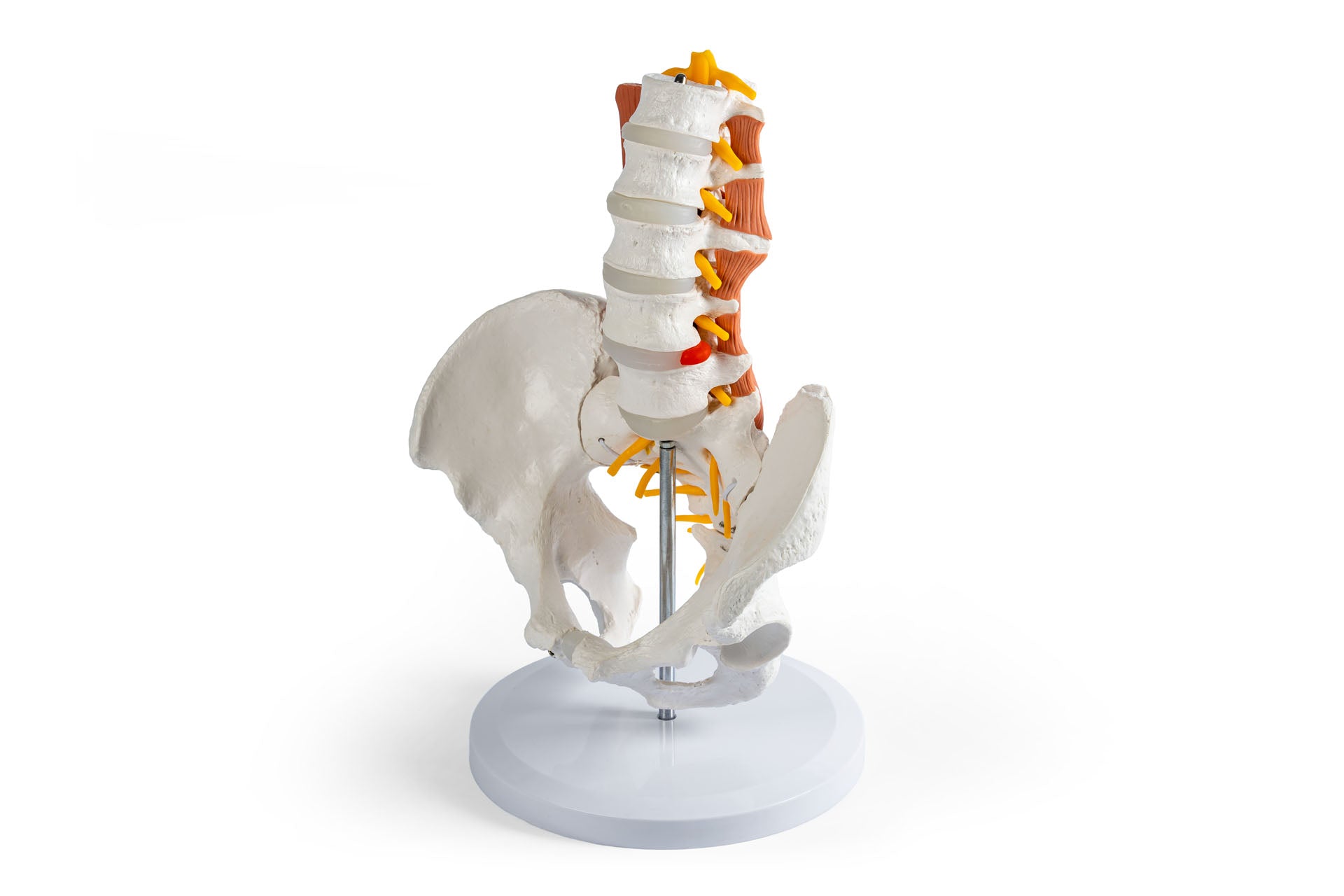 Male pelvis, lumbar spine with muscles