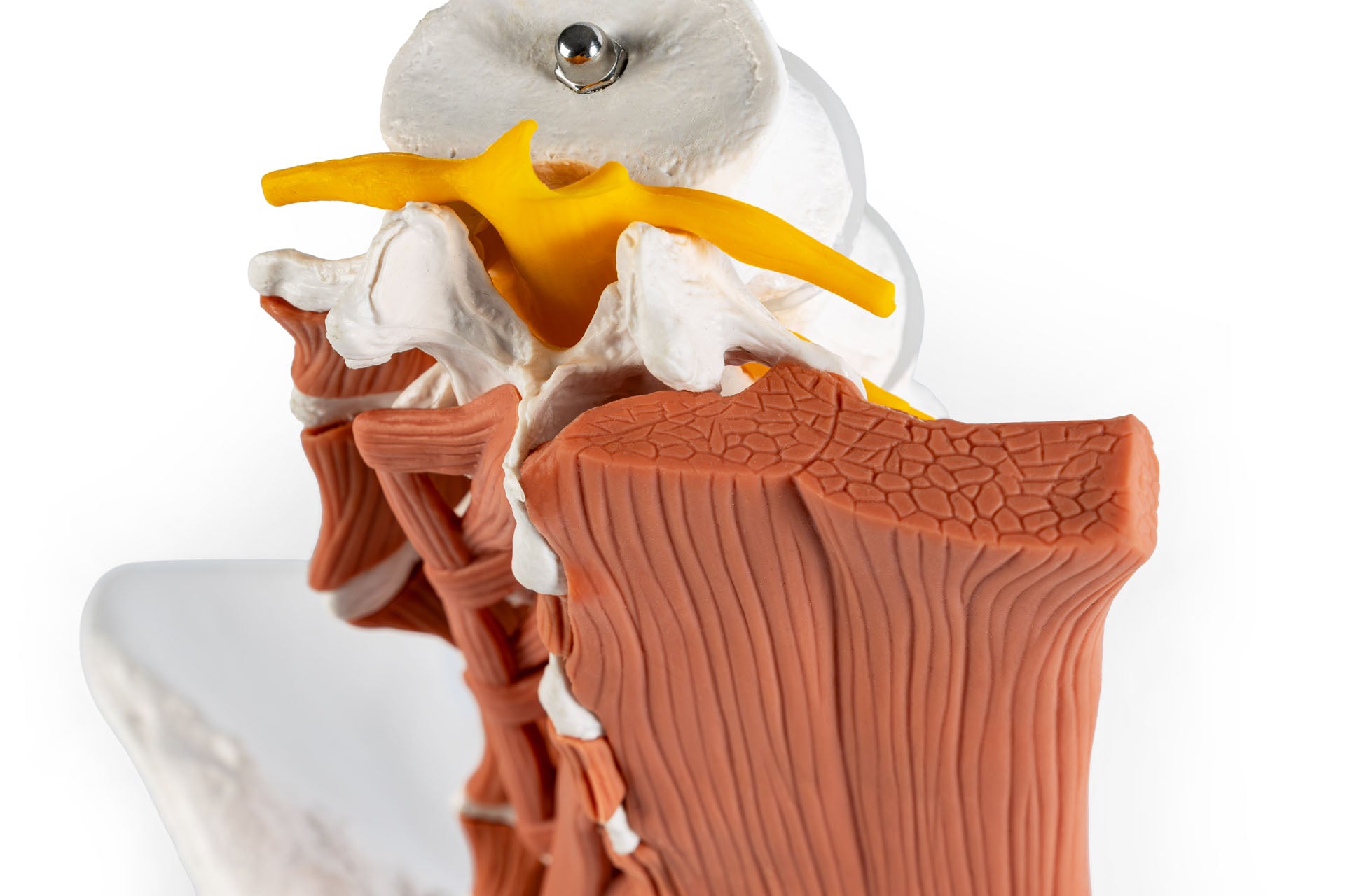 Male pelvis, lumbar spine with muscles