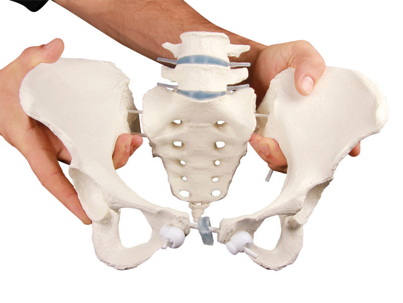 Flexible Female Pelvis Model - dynamic