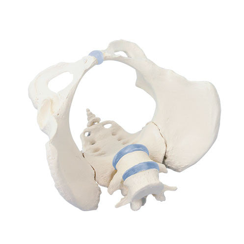 Flexible Female Pelvis Model