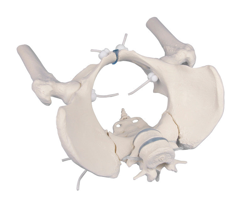 Flexible Female Pelvis Model with Femur Heads