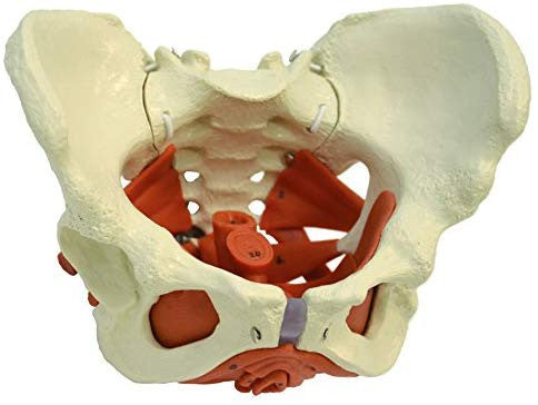 Female Pelvis with Pelvic Floor Muscles