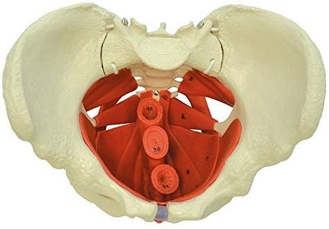 Female Pelvis with Pelvic Floor Muscles - superior view