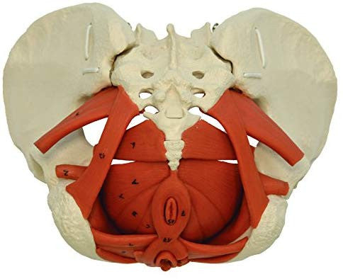 Female Pelvis with Pelvic Floor Muscles - inferior view